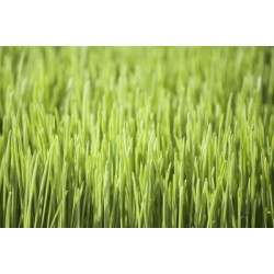 Organic Barley Grass